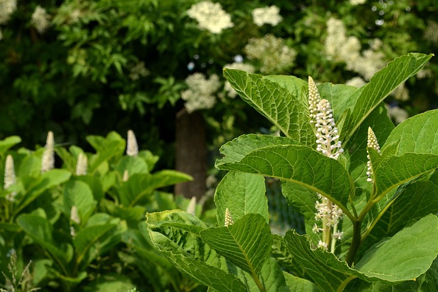 Pokeweed, Dragebær, Have