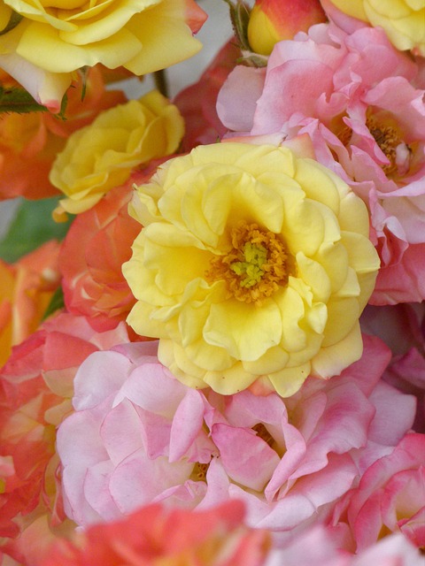 Rozen, Bloemen, Pitimini Rozen