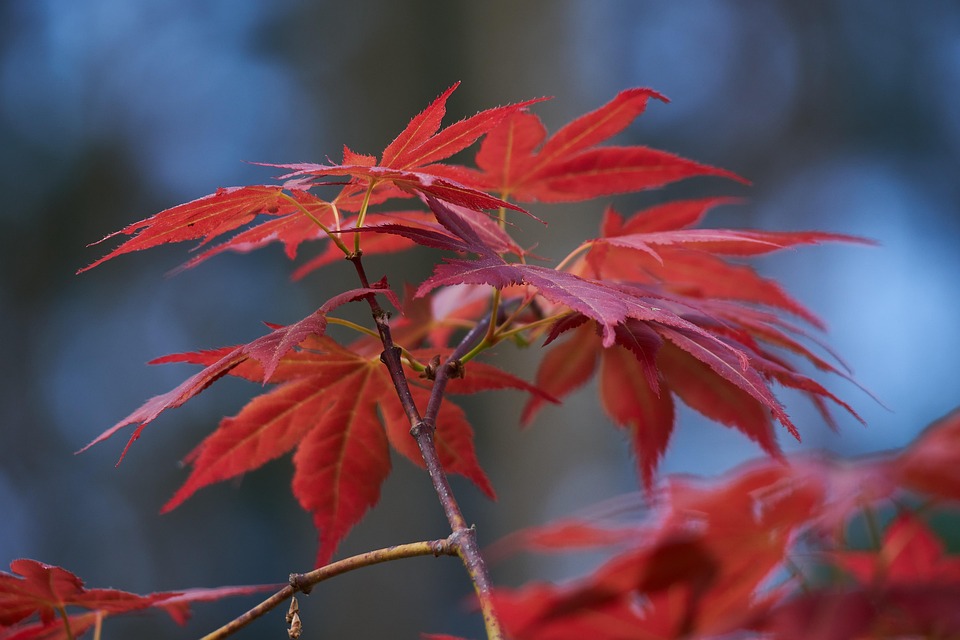 Lönn Lönnlöv Japansk - Gratis foto på Pixabay