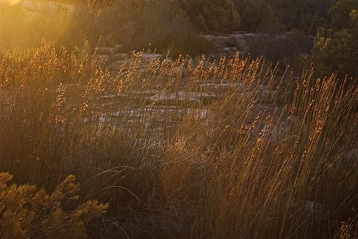 Gras, Sonnenlicht, Sonneneruption