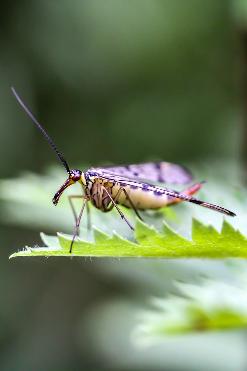 Moska Inseto Mosca Escorpión Insecto Naturaleza - Foto gratis en Pixabay - Pixabay