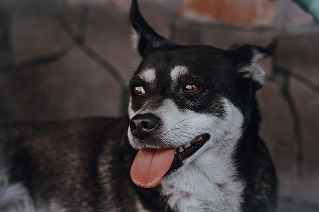 Free Dog Animal photo and picture