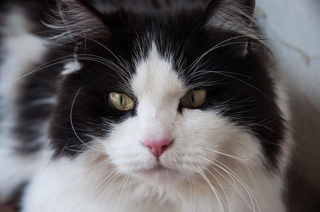 Gato, Natureza, Felino