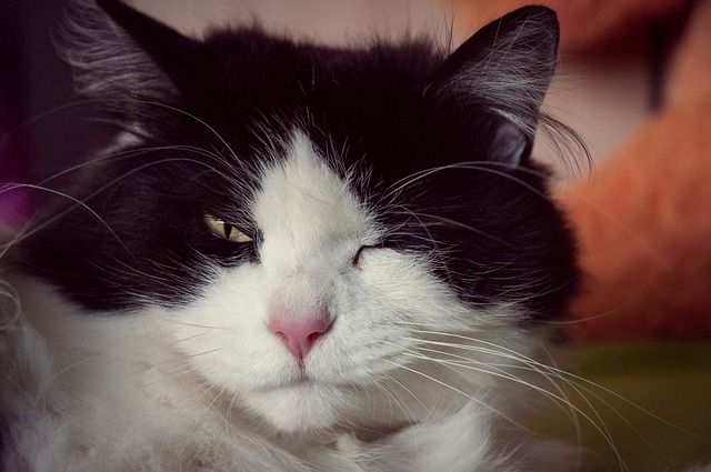 Gato, Felino, Bicho De Estimação
