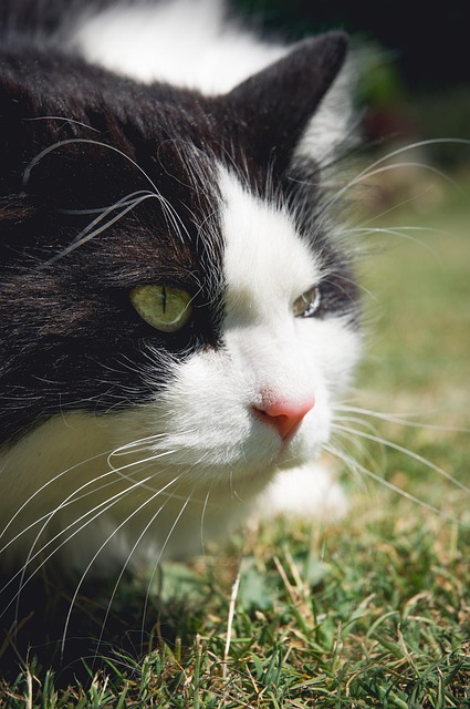 Gato, Felino, Relva, Ao Ar Livre