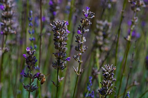 Biene, Lavendel, Pflanzen, Blumen