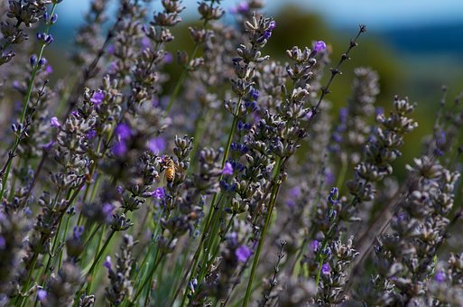 Biene, Lavendel, Blumen, Natur