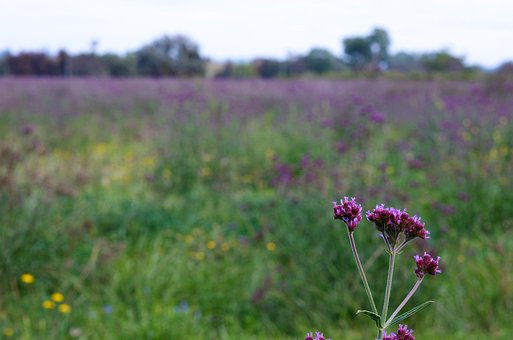 Feld, Blumen, Verwischen, Bokeh, Grün