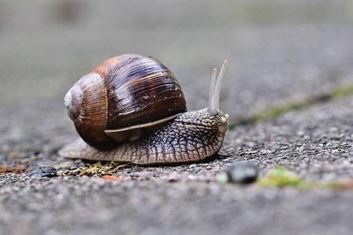 超过00 张关于 软体动物 和 蜗牛 的免费图片 Pixabay