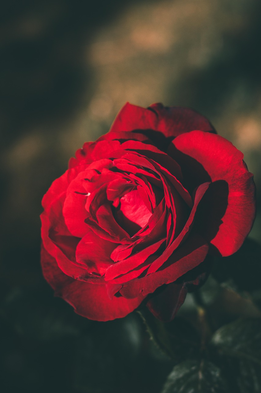 Rose Rote Blume - Kostenloses Foto auf Pixabay - Pixabay