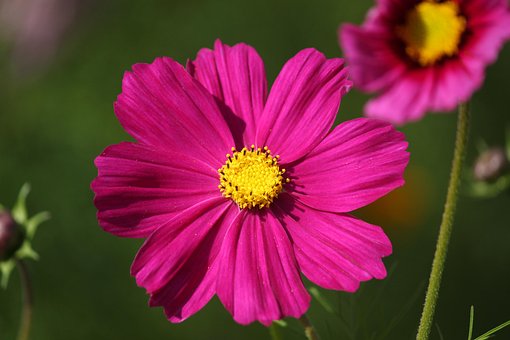 Kosmos, Blomst, Plante, Kronblade