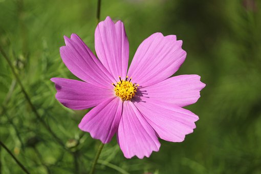Kosmos, Blomst Tapet, Blomst Baggrund