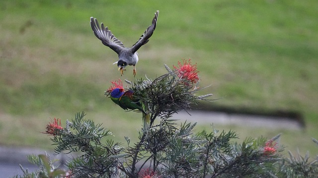 Vögel, Blumen, Blumen Hintergrund