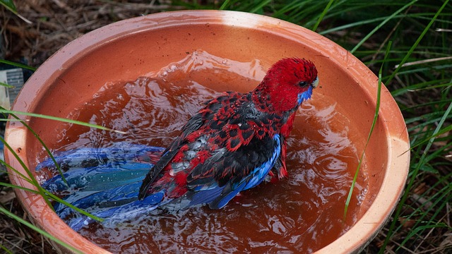 Crimson Rosella, Papagei, Vogeltränke