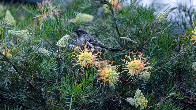Honigfresser, Vogel, Blumen, Natur