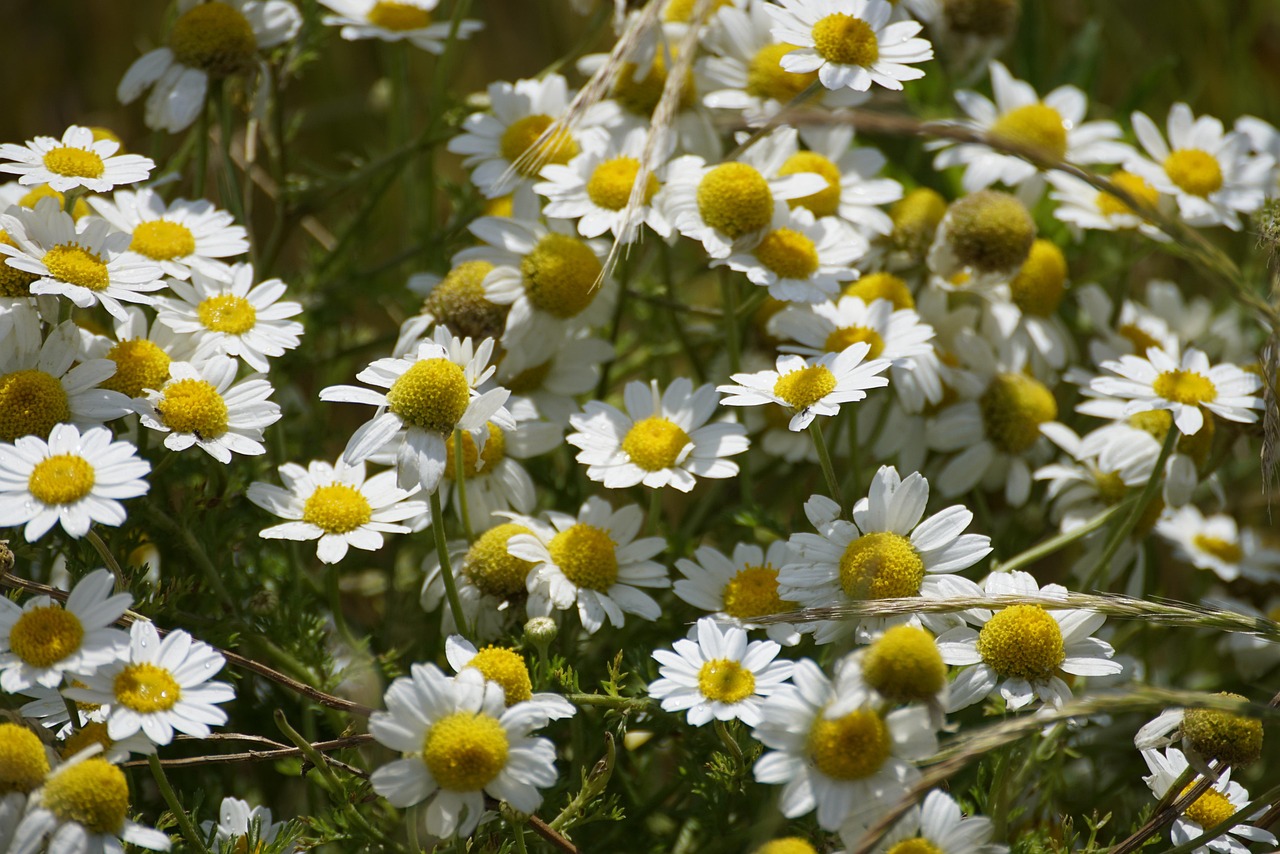 Chamomile Flowers Meadow Free Photo On Pixabay