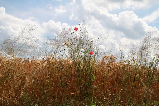 Sommerwiese, Blumenwiese, Natur