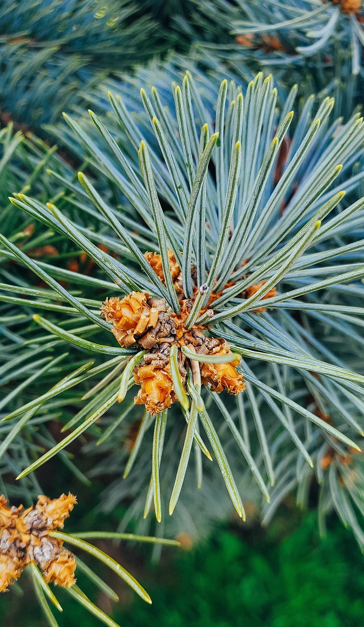 Pine Tree Forest Free photo on Pixabay Pixabay