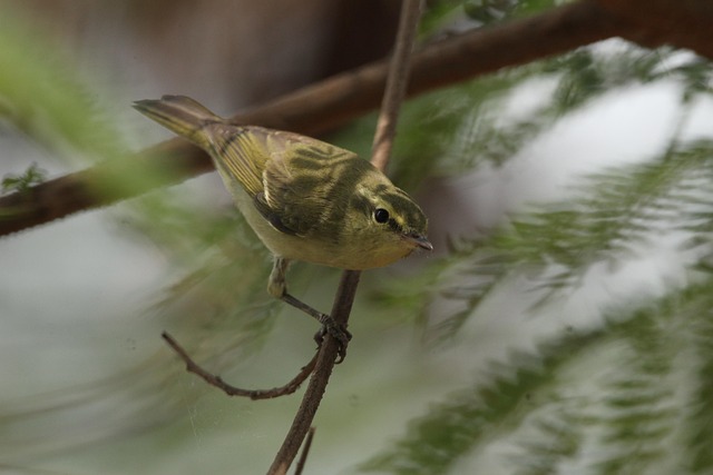 Free Greenish Warbler Warbler photo and picture