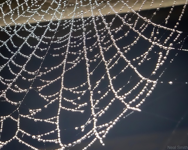 Free Cobweb Macro photo and picture