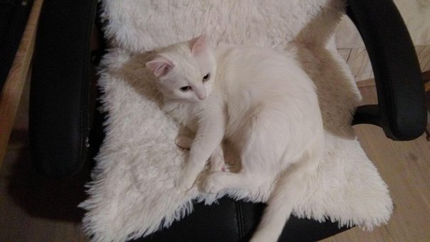 Free Cat White photo and picture