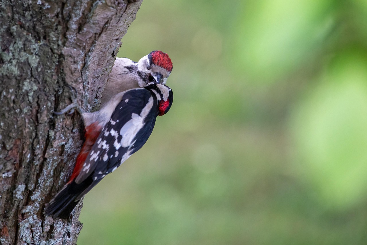 Mais de 10.000 imagens grátis de Pica Paus e Natureza - Pixabay