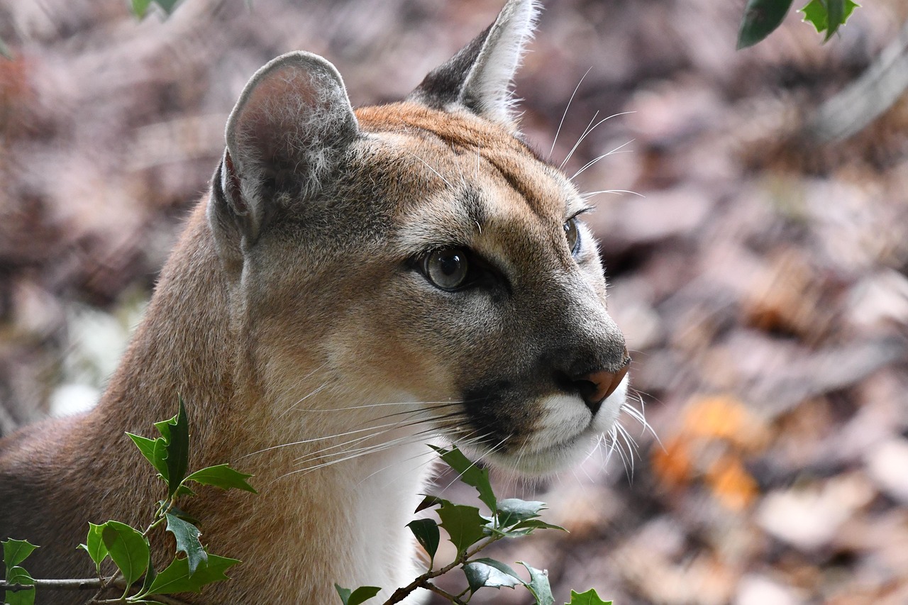 Puma Animal Wildlife Free Photo On Pixabay