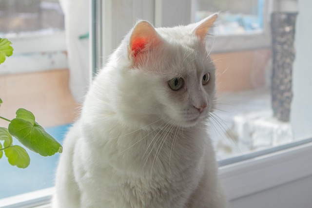 Katze, Haustier, Tier, Weiße Katze