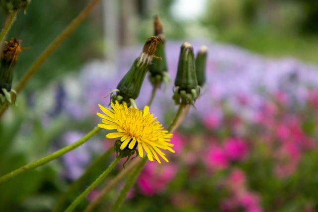 Löwenzahn, Blume, Blumentapete, Natur