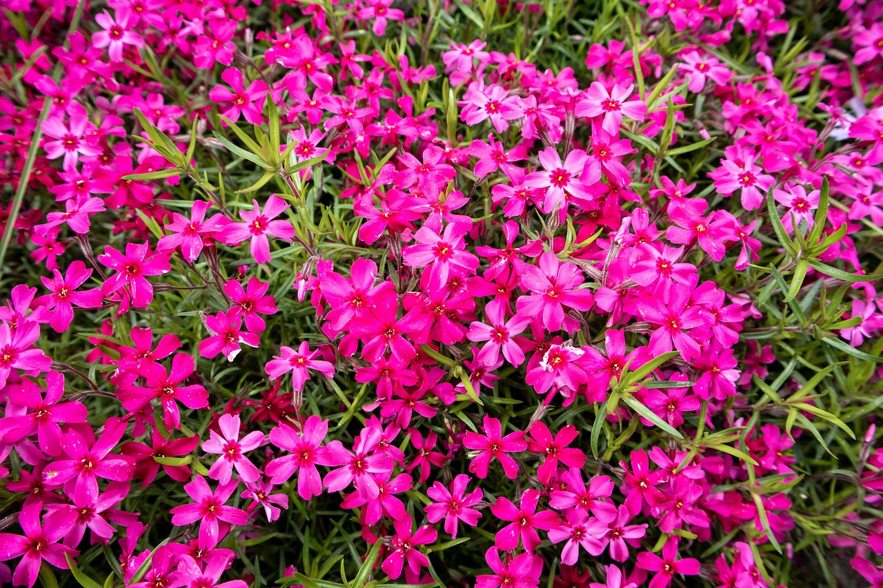 Fleurs Bloom Fleurir - Photo gratuite sur Pixabay - Pixabay