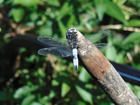 Free Dragonfly Nature photo and picture