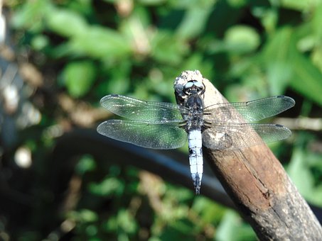Free Dragonfly Nature photo and picture