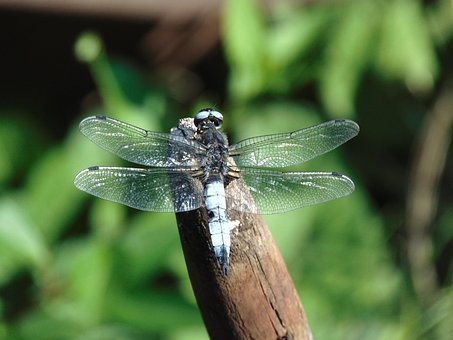Free Insect Dragonfly photo and picture