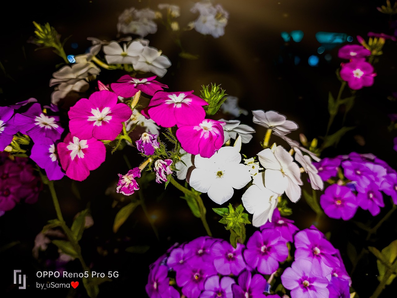 夜晚 花 - Pixabay上的免费照片 - Pixabay