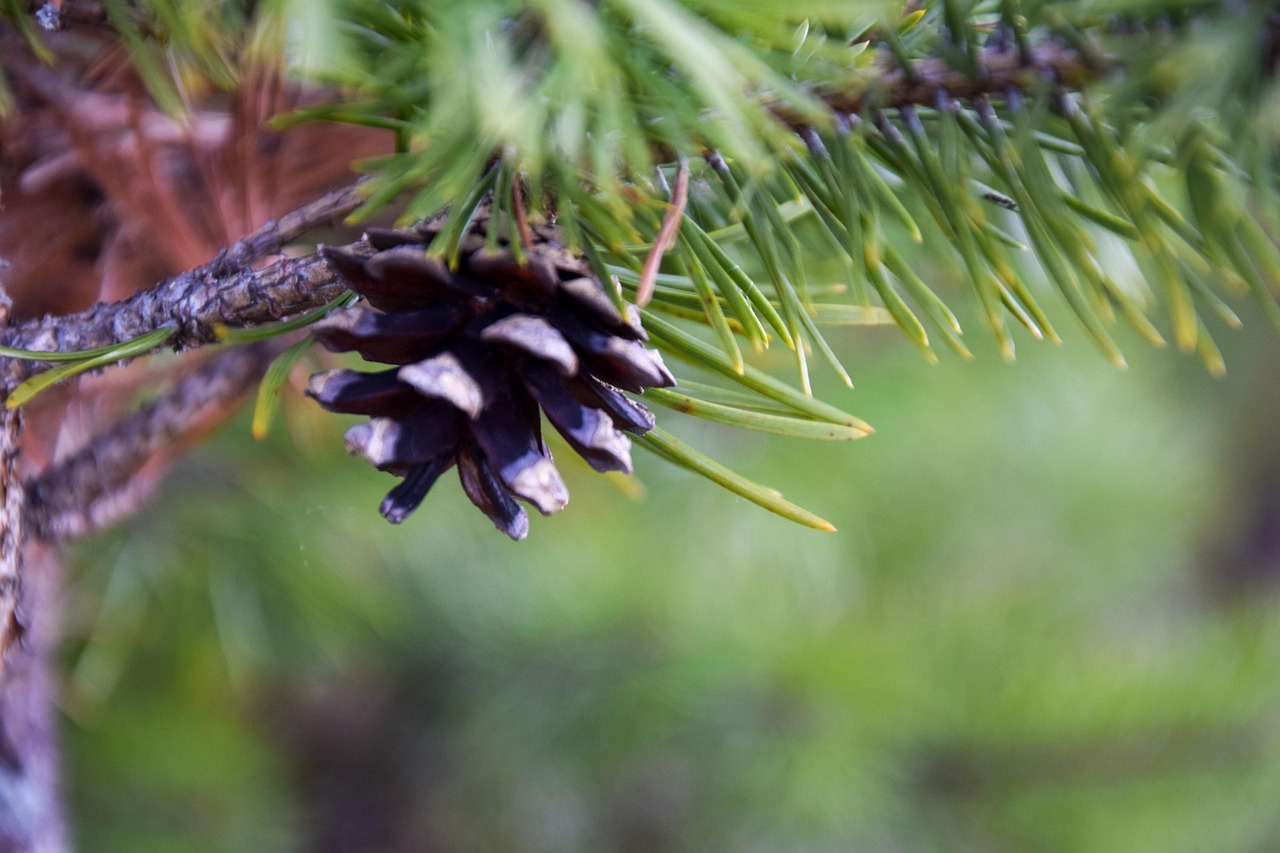 pine-cone-coniferous-free-photo-on-pixabay-pixabay