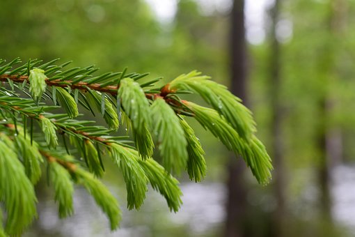 Fichte, Frisch, Holz, Finnland, Wald