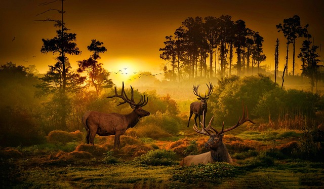 Download free HD stock image of Background Woods Free background woods sunset illustration