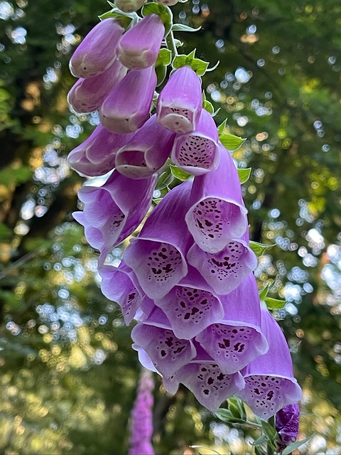 Fingerbøl, Blomst, Plante, Natur