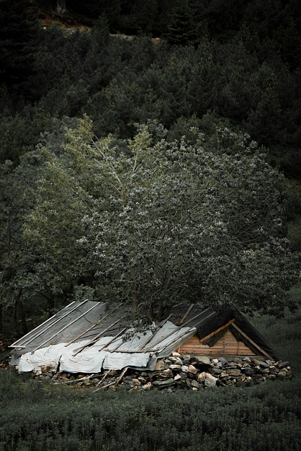 Free Forest House photo and picture