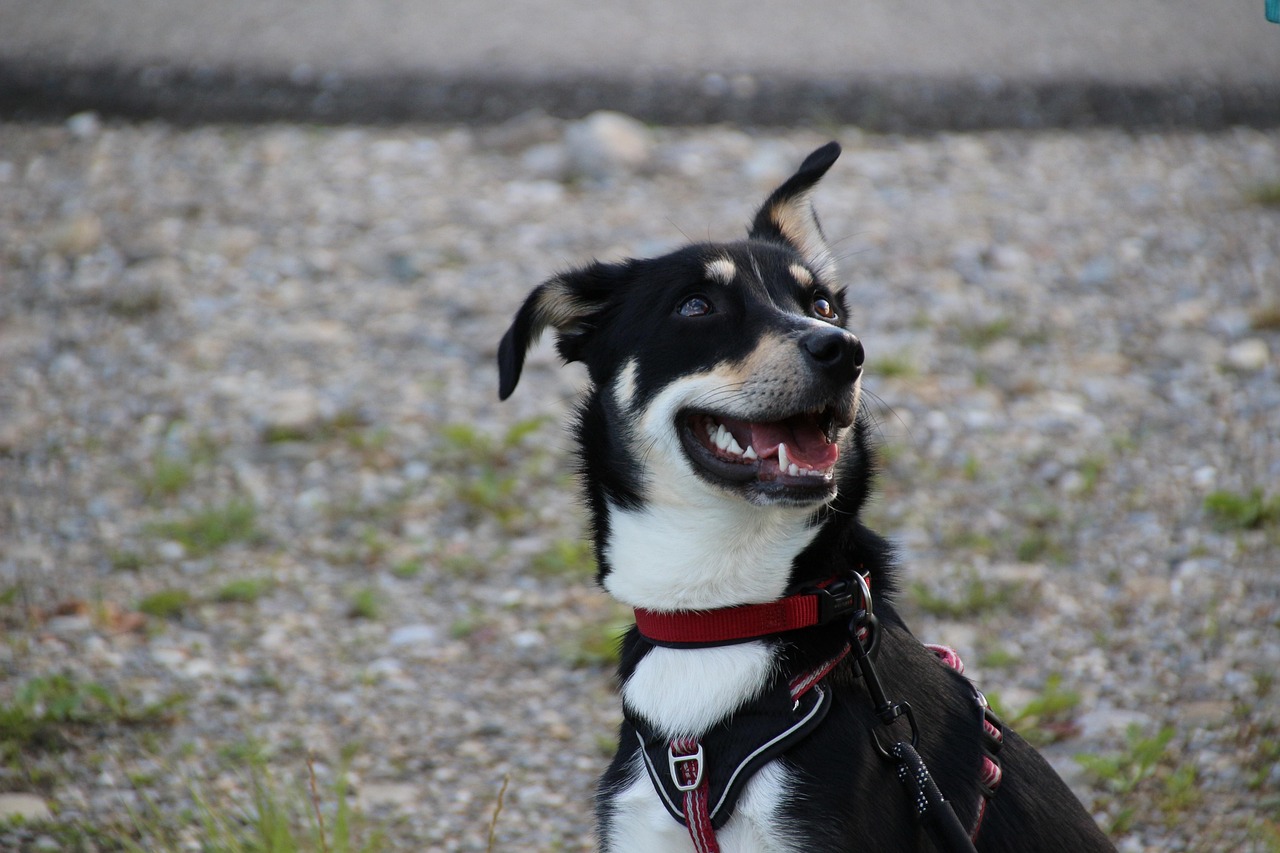Chien Animal De Compagnie - Photo gratuite sur Pixabay - Pixabay