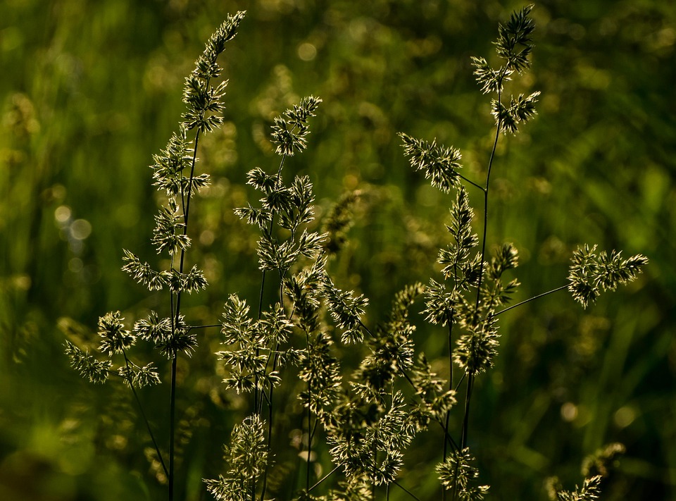 Graminées Nature Jardin Fleurs - Photo gratuite sur Pixabay