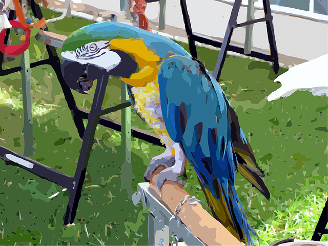 Free parrot nature bird vector