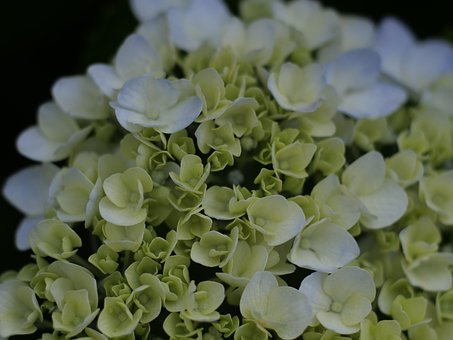 Hortensie, Vara, Floare, Natură