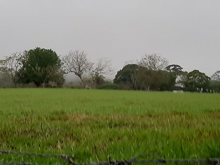Campo, Naturaleza, Nublado, Hierba