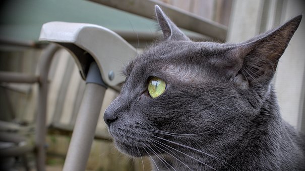 Gato, Felino, Cinza, Animal, Doméstico