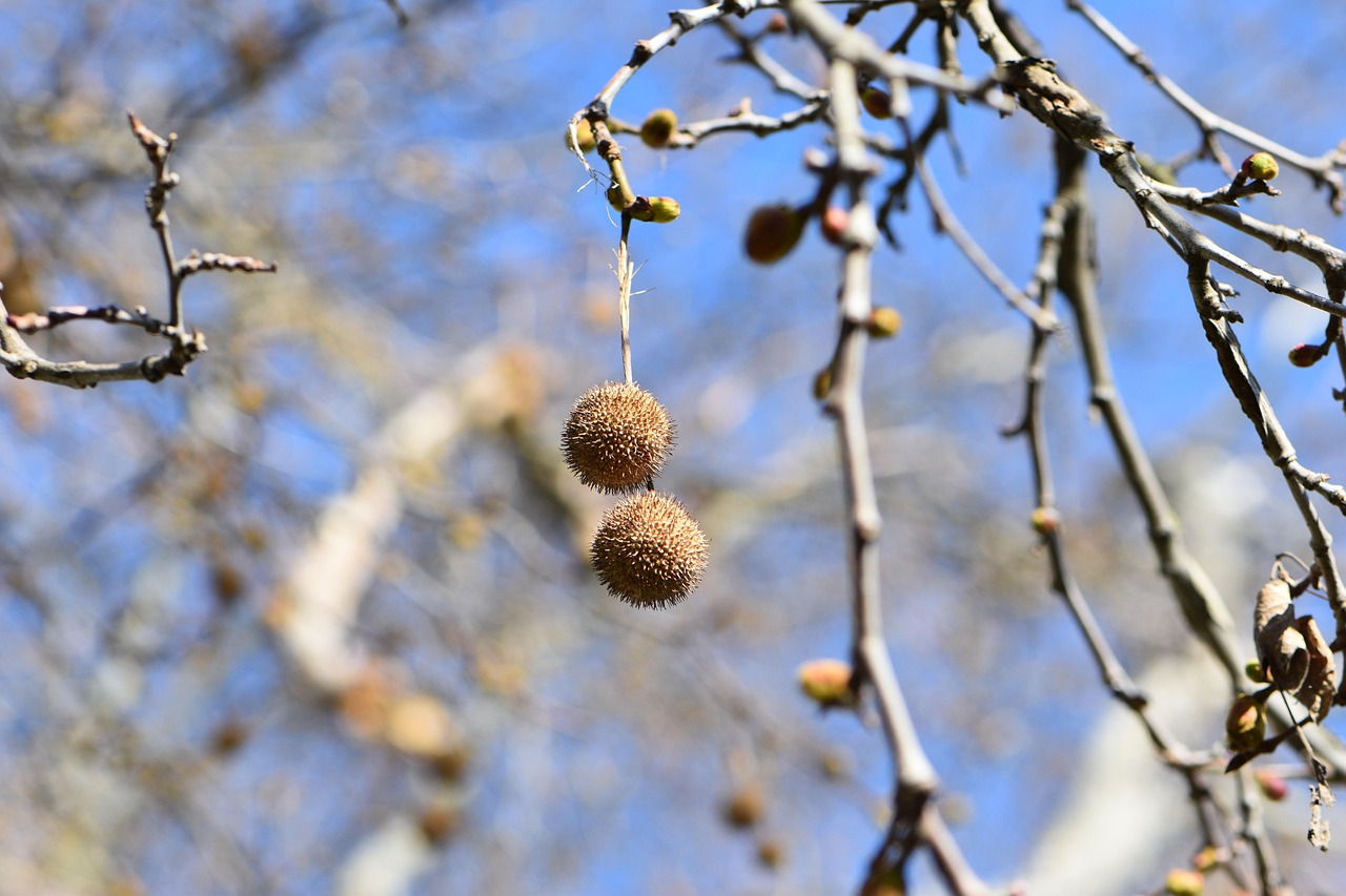 Free Tree Baum photo and picture