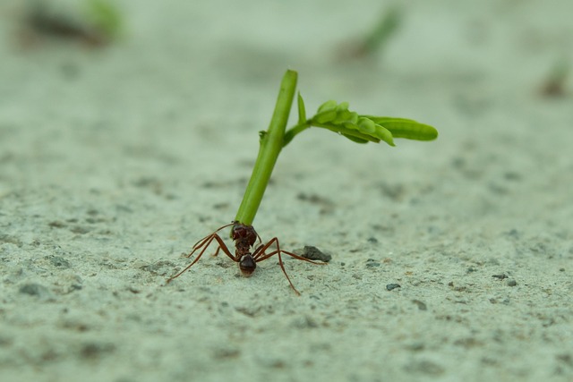 Inseto Formiga Planta - Foto gratuita no Pixabay