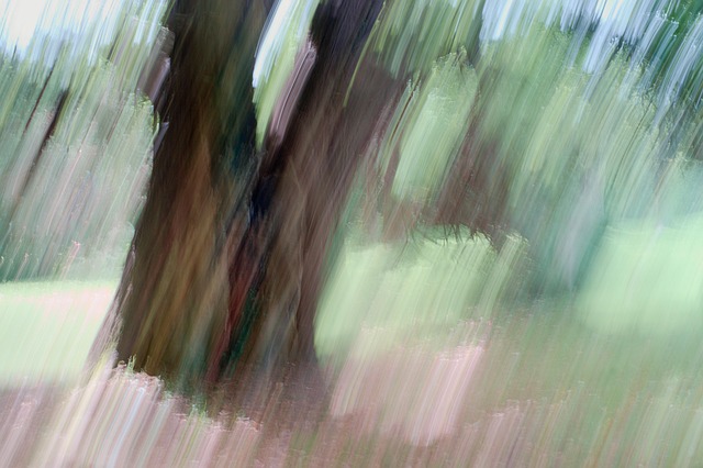 Free Nature Tree photo and picture