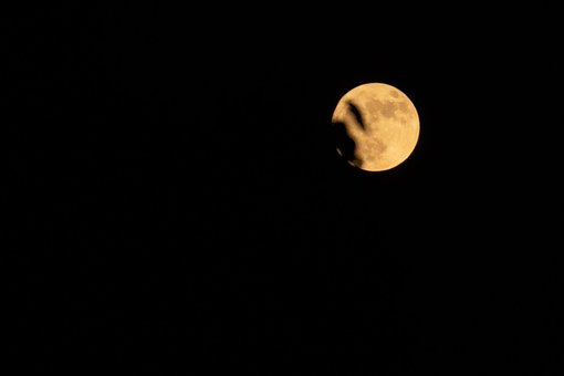 Luna, Noapte, Copac, Frunze, Natura