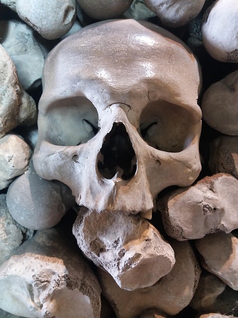 Free Skull Dead photo and picture